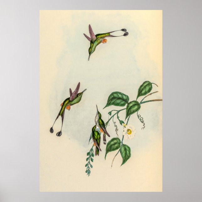 Affiche Colibri vintage par John Gould (Devant)
