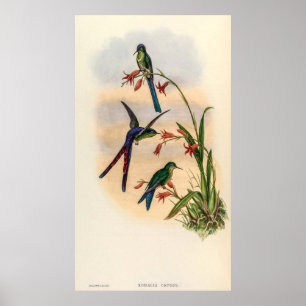 Affiche Colibri vintage par John Gould