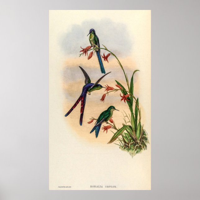 Affiche Colibri vintage par John Gould (Devant)