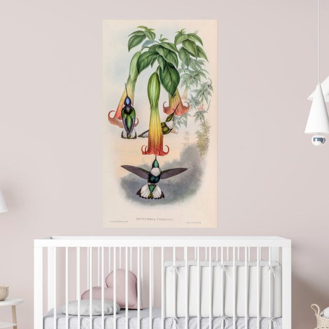 Affiche Colibri vintage par John Gould (Pépinière 2)
