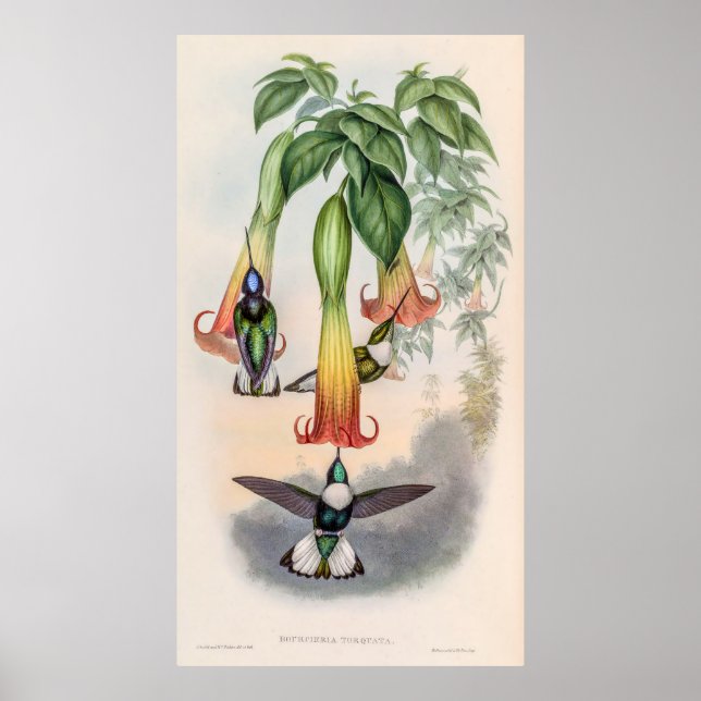 Affiche Colibri vintage par John Gould (Devant)