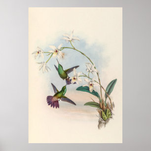Affiche Colibri vintage par John Gould