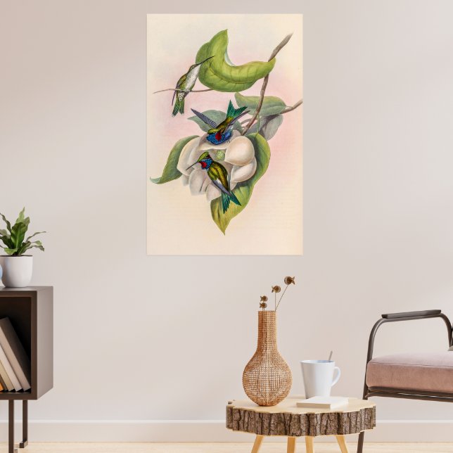 Affiche Colibri vintage par John Gould (Salon 3)