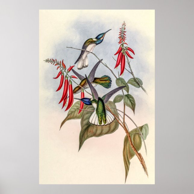 Affiche Colibri vintage par John Gould (Devant)