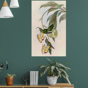 Affiche Colibri vintage par John Gould