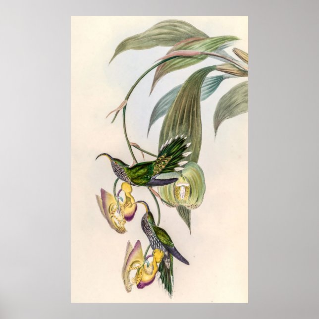Affiche Colibri vintage par John Gould (Devant)