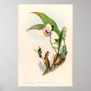 Affiche Colibri vintage par John Gould