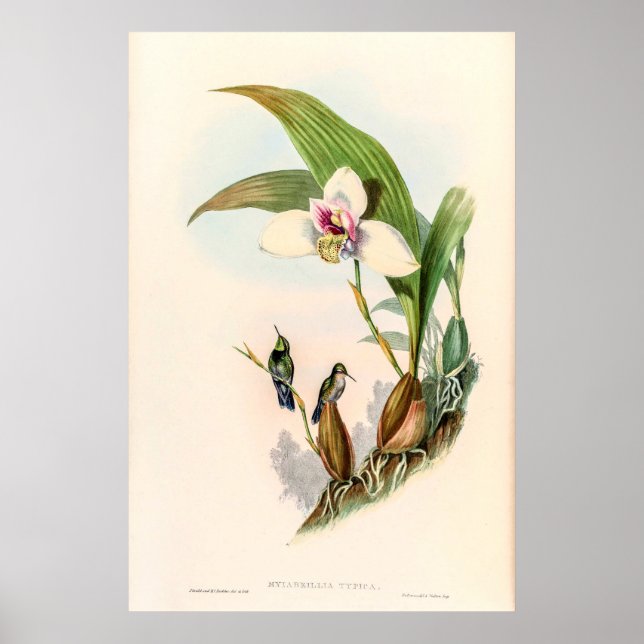 Affiche Colibri vintage par John Gould (Devant)