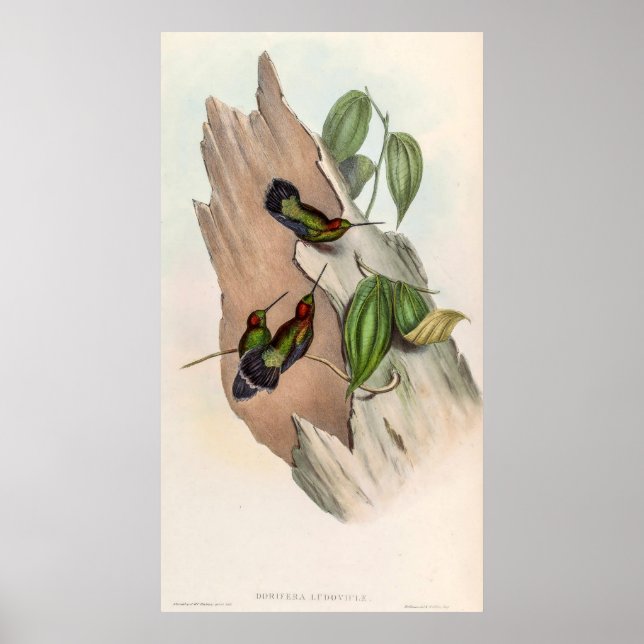 Affiche Colibri vintage par John Gould (Devant)