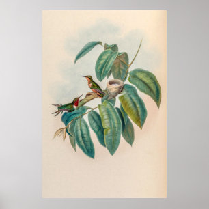 Affiche Colibri vintage par John Gould