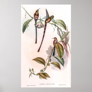 Affiche Colibri vintage par John Gould
