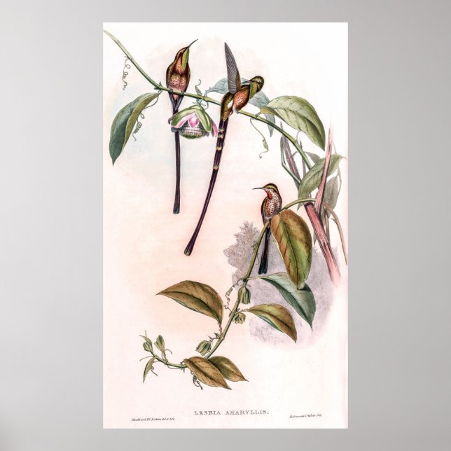 Affiche Colibri vintage par John Gould (Devant)