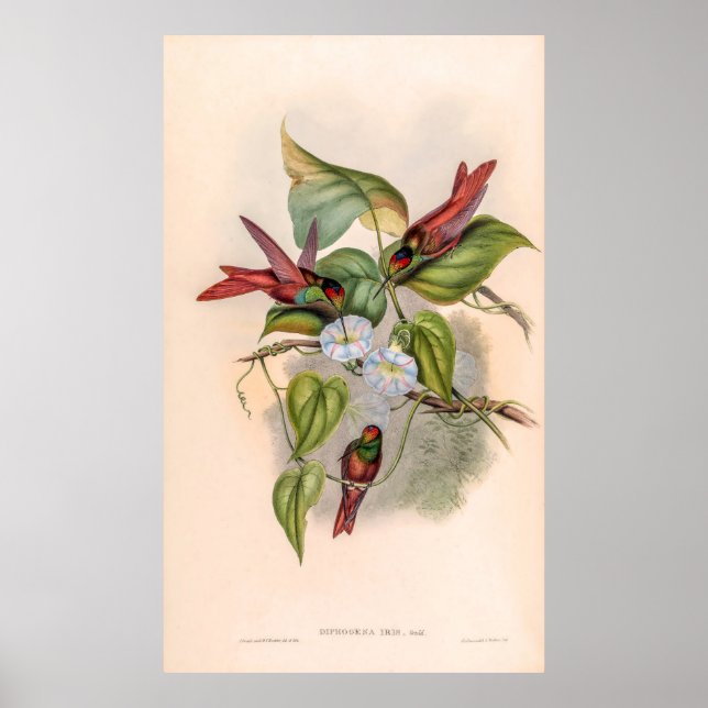 Affiche Colibri vintage par John Gould (Devant)