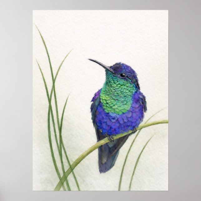 Affiche Colibri Woodnymph à couronne colorée  (Devant)