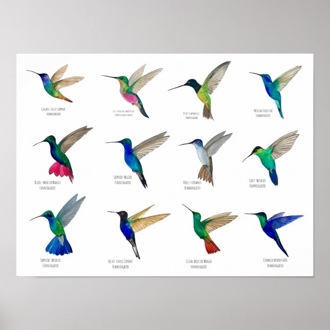 Affiche Colibris  (Devant)