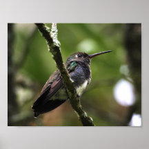 AFFICHE - COLIBRIS 1