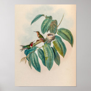 Affiche Colibris à fuseau roux vintage