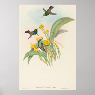 Affiche Colibris à poitrine bleue par John Gould