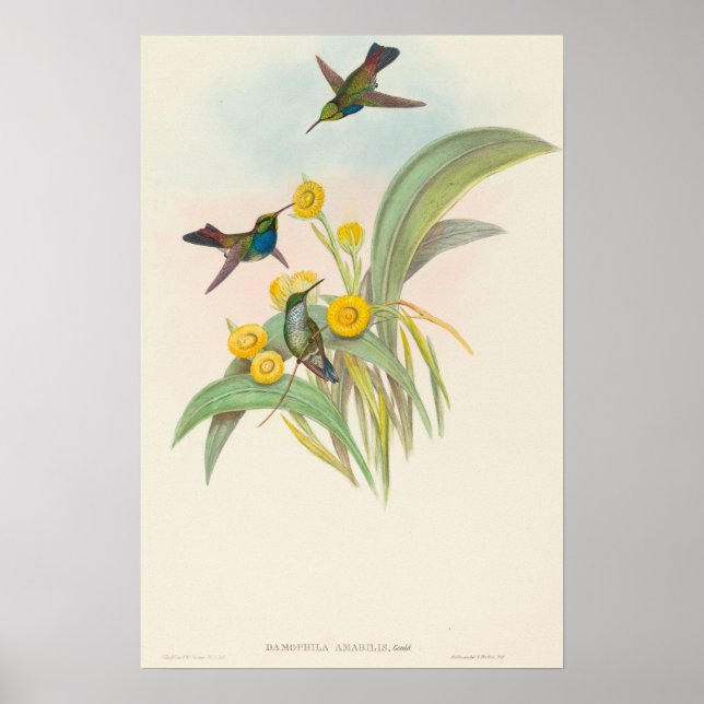 Affiche Colibris à poitrine bleue par John Gould (Devant)