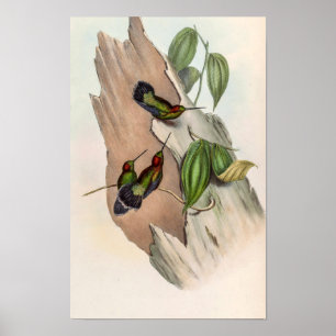 Affiche Colibris Bec-en-lance à front vert par John Gould