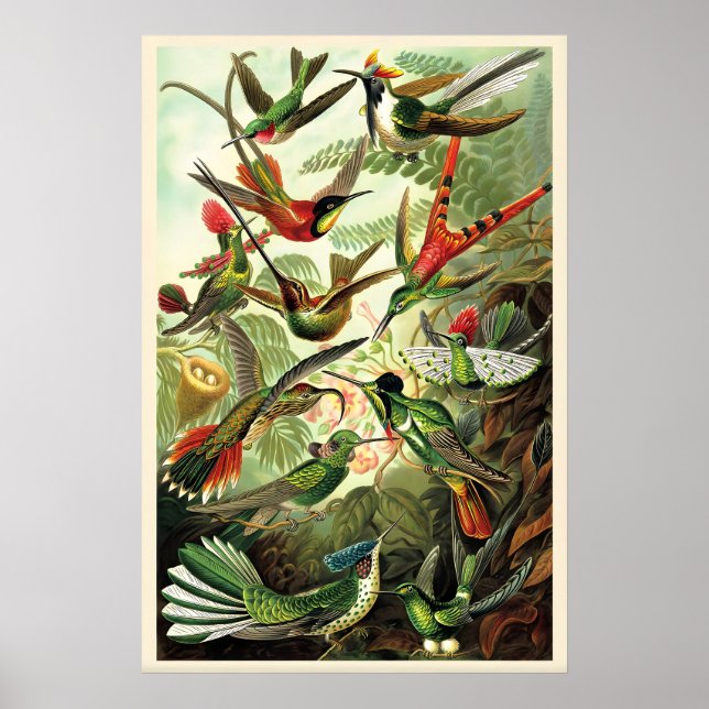Affiche Colibris Ernst Haeckel Illustration Vintage (Devant)