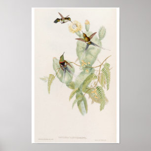 Affiche Colibris mignons sur une fleur de cactus par John