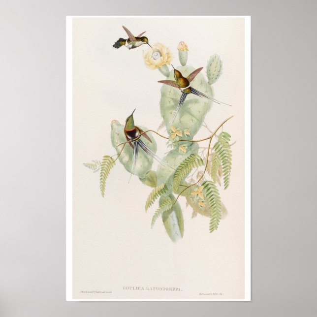 Affiche Colibris mignons sur une fleur de cactus par John  (Devant)