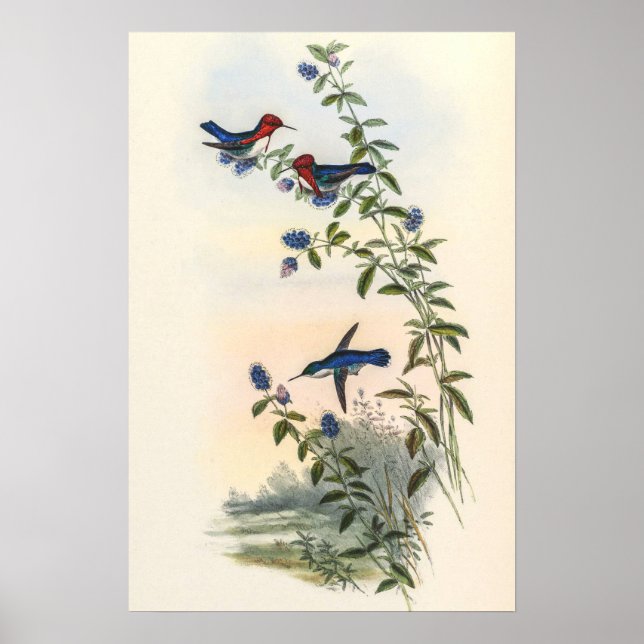 Affiche Colibris par John Gould (Devant)