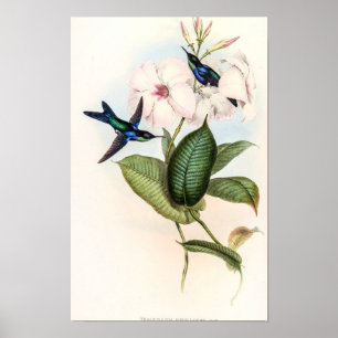 Affiche Colibris par John Gould