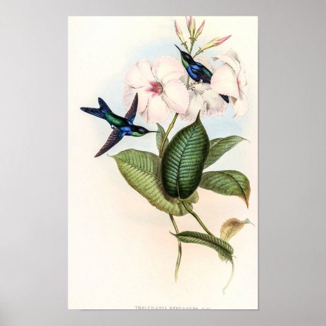 Affiche Colibris par John Gould (Devant)