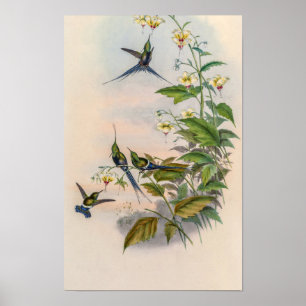 Affiche Colibris vintage par John Gould