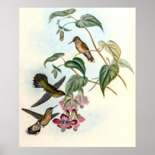 Affiche Colibris vintage par John Gould