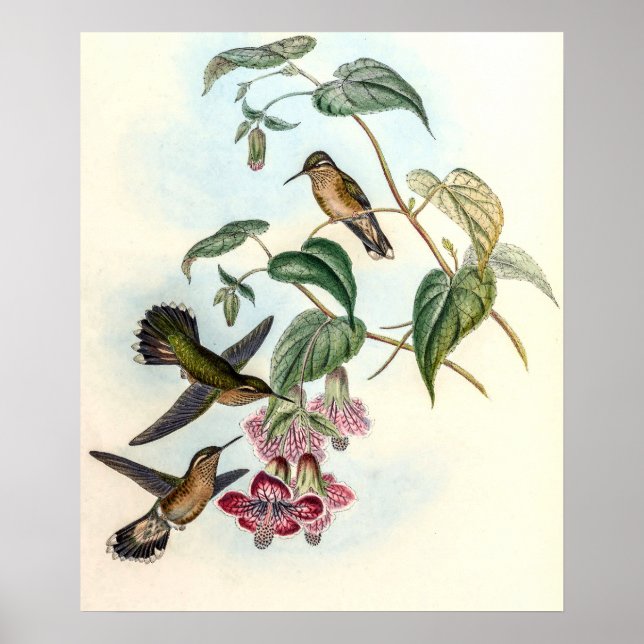 Affiche Colibris vintage par John Gould (Devant)