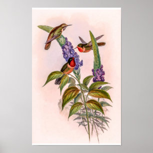 Affiche Colibris vintage par John Gould