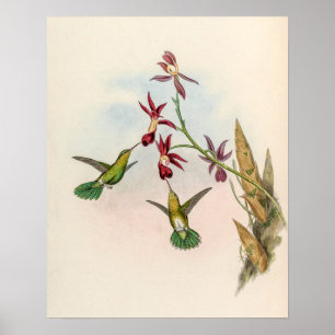 Affiche Colibris vintage par John Gould