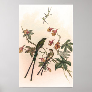 Affiche Colibris vintage par John Gould