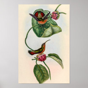 Affiche Colibris vintage par John Gould