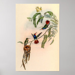 Affiche Colibris vintage par John Gould