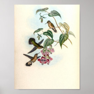 Affiche Colibris vintage par John Gould