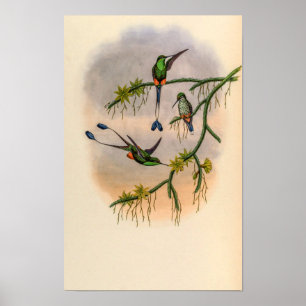 Affiche Colibris vintage par John Gould