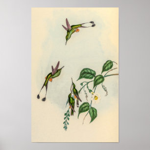 Affiche Colibris vintage par John Gould