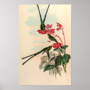 Affiche Colibris vintage par John Gould