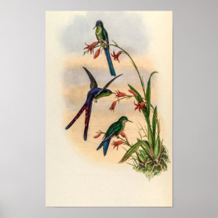 Affiche Colibris vintage par John Gould
