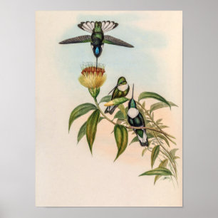 Affiche Colibris vintage par John Gould