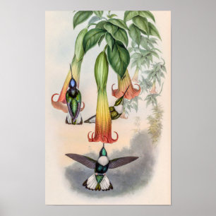 Affiche Colibris vintage par John Gould