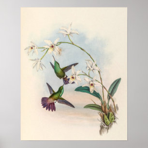 Affiche Colibris vintage par John Gould