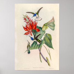 Affiche Colibris vintage par John Gould