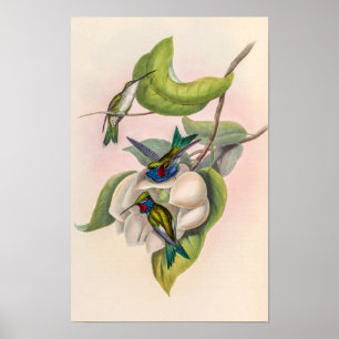 Affiche Colibris vintage par John Gould