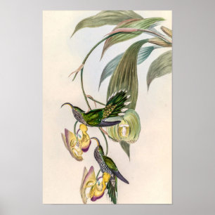 Affiche Colibris vintage par John Gould