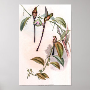 Affiche Colibris vintage par John Gould